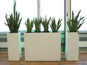 Cool Raumteiler inkl. Sansevieria 0